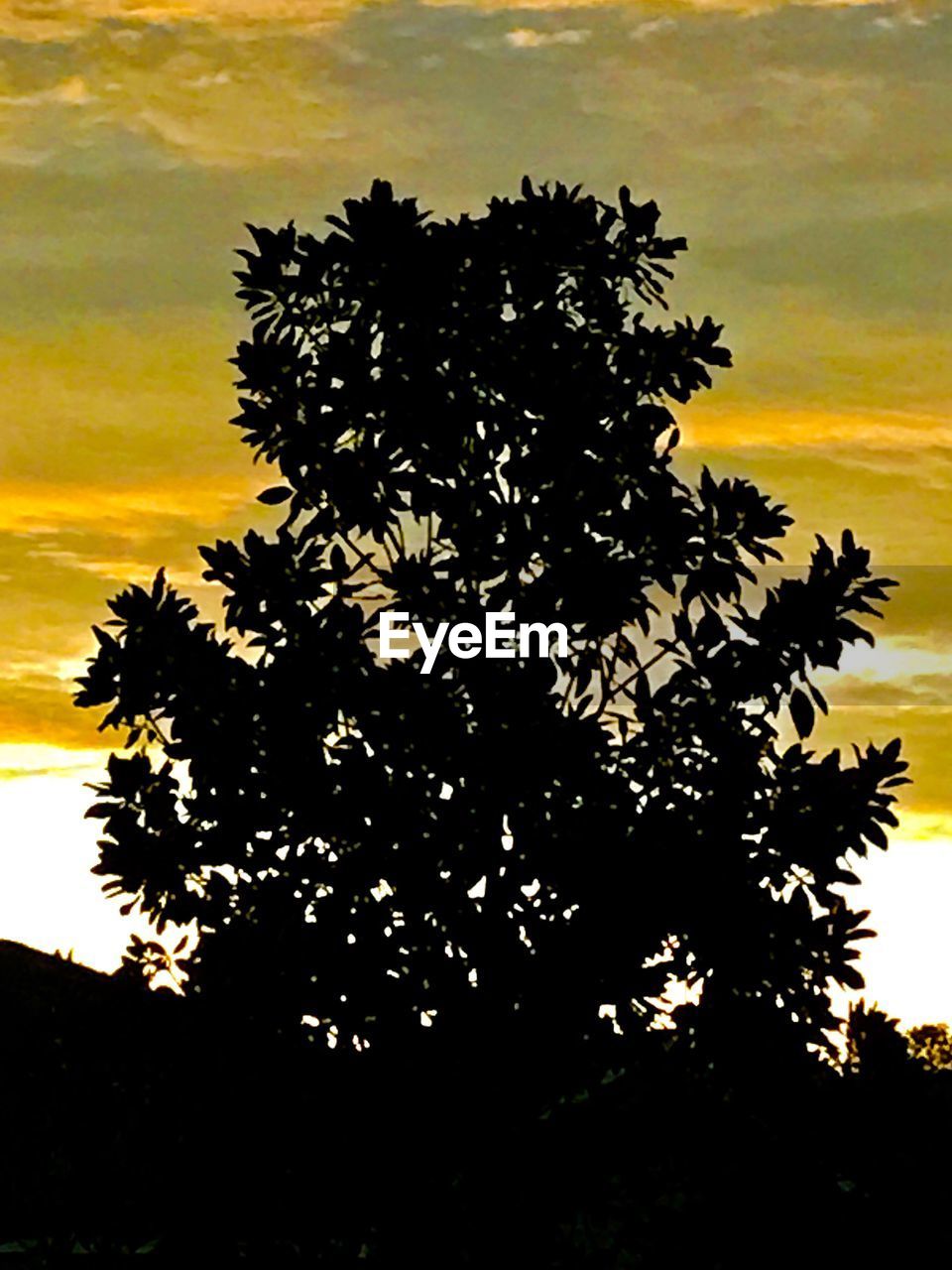 CLOSE-UP OF SILHOUETTE TREE AGAINST SKY
