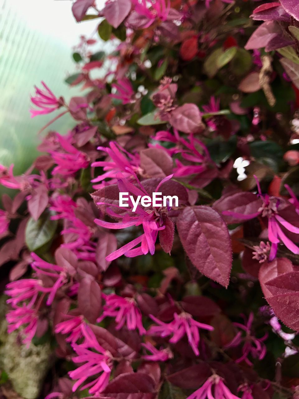 CLOSE-UP OF PINK FLOWERS ON PLANT