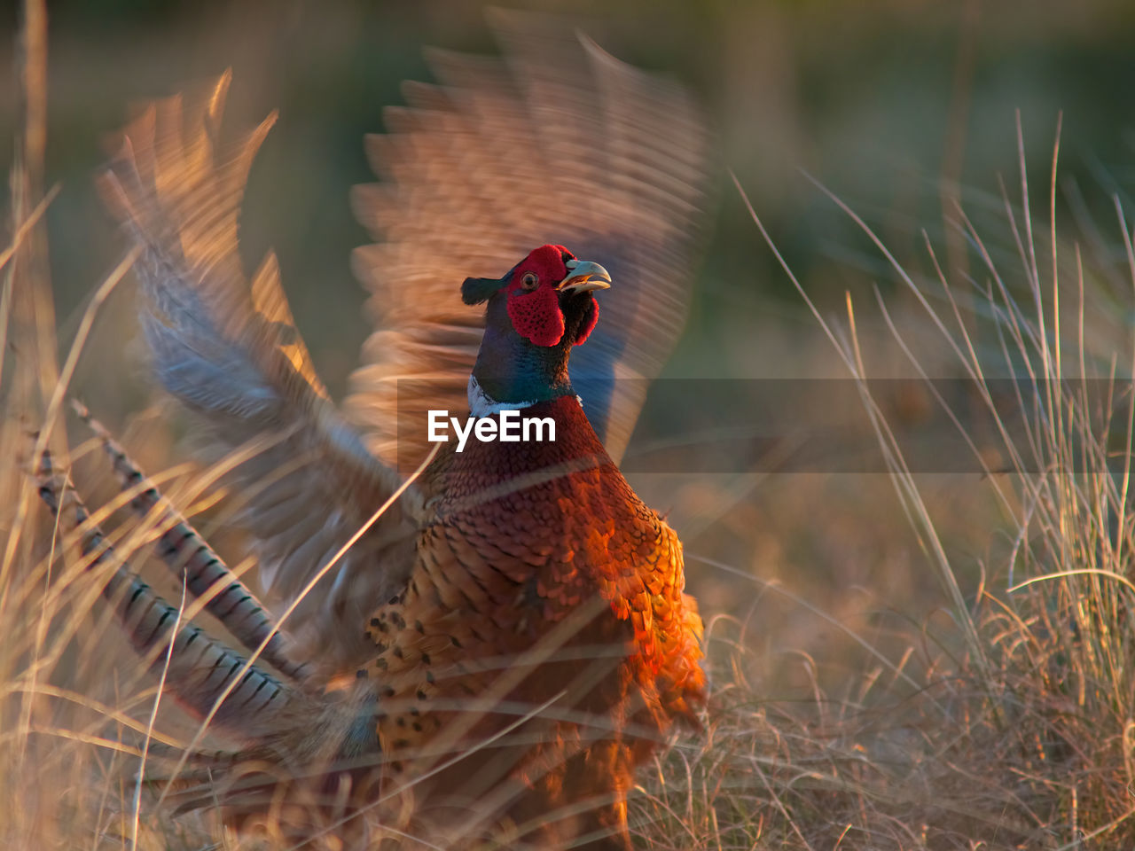 Front view of pheasant in motion