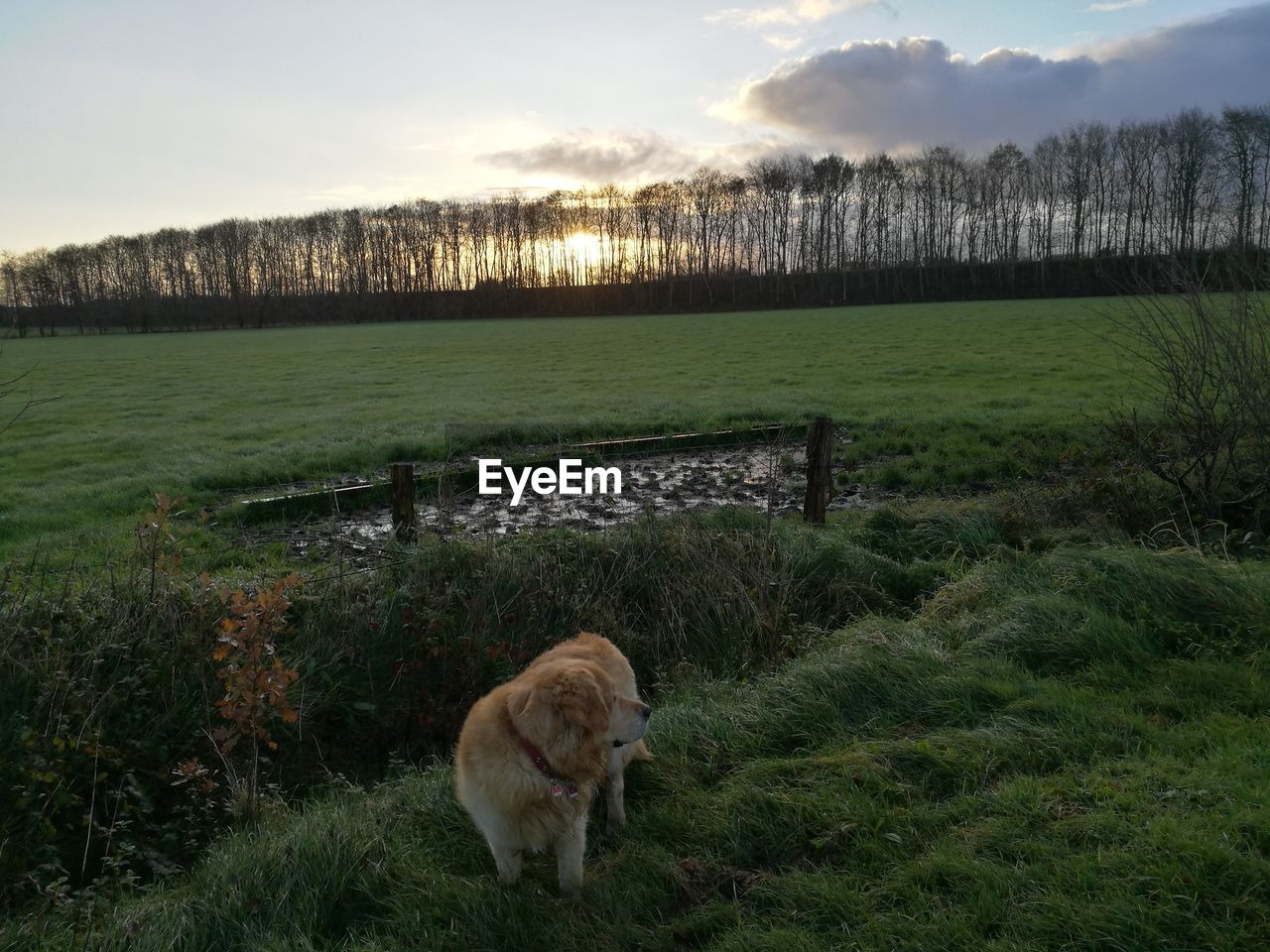 DOG ON GRASSY FIELD