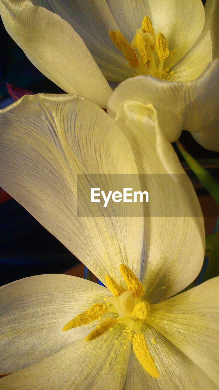 FULL FRAME SHOT OF YELLOW FLOWERS