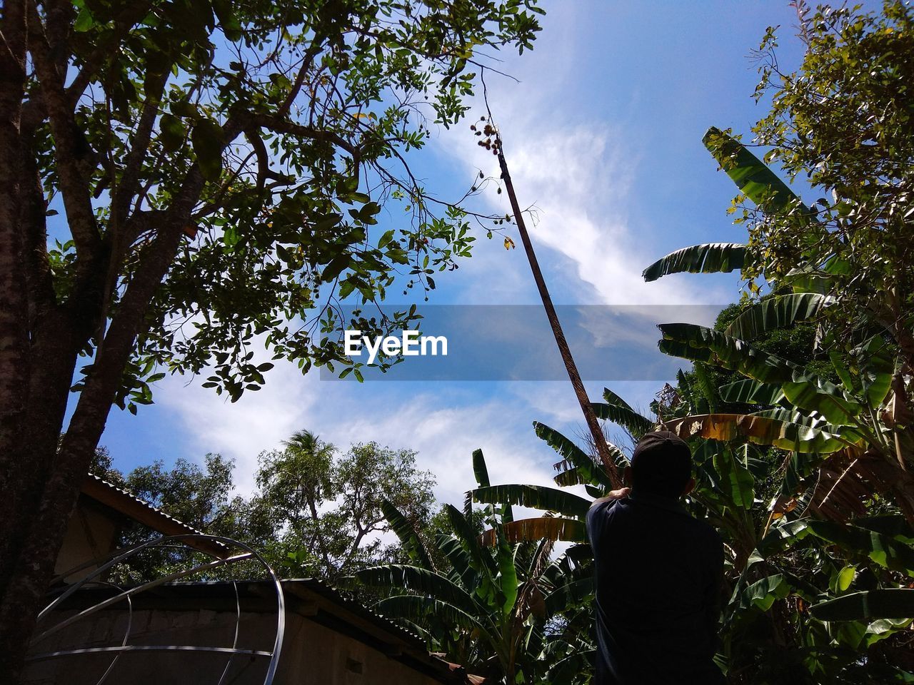 REAR VIEW OF MAN AGAINST TREES