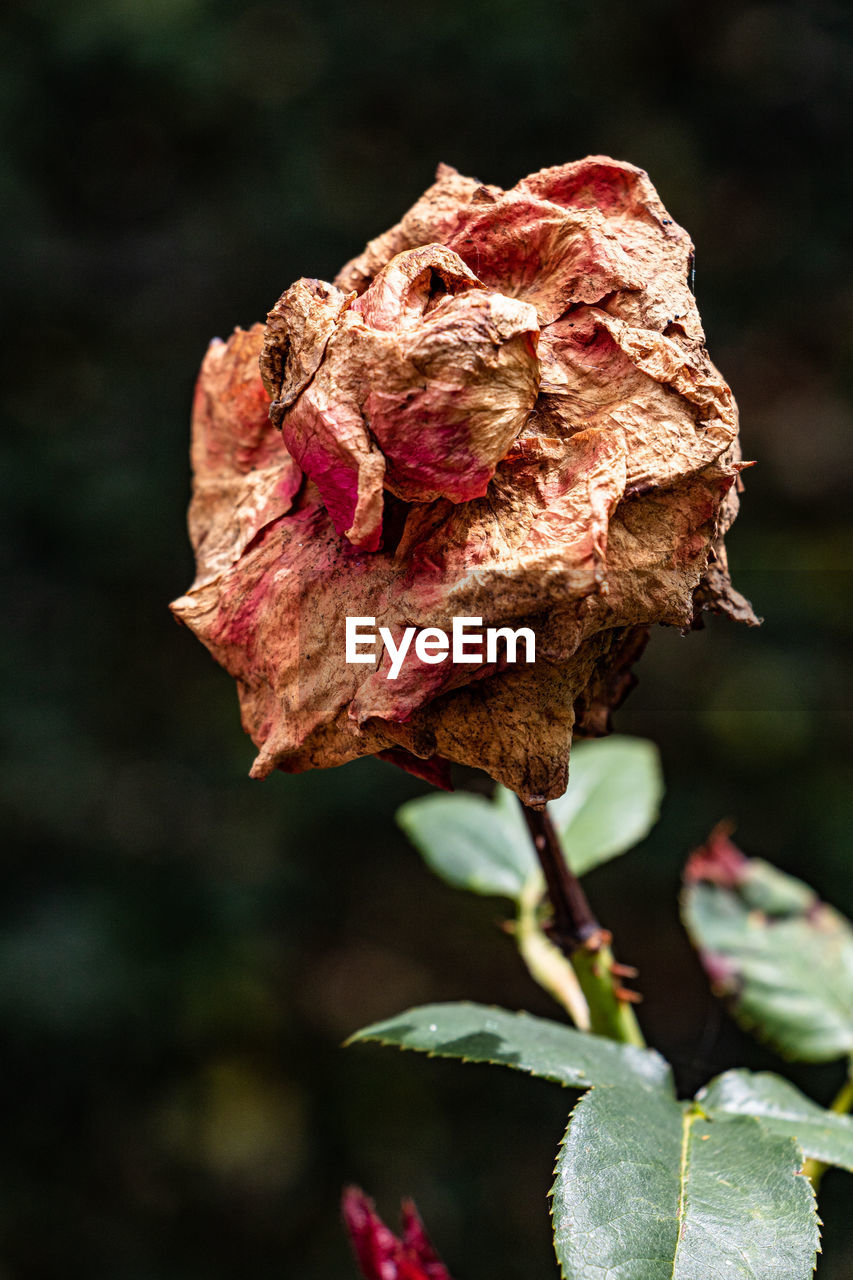 nature, close-up, plant, macro photography, flower, leaf, beauty in nature, plant part, flowering plant, red, no people, petal, focus on foreground, growth, fragility, rose, freshness, outdoors, flower head, bud, plant stem, pink, inflorescence, green, dry, garden roses, blossom, tree, branch