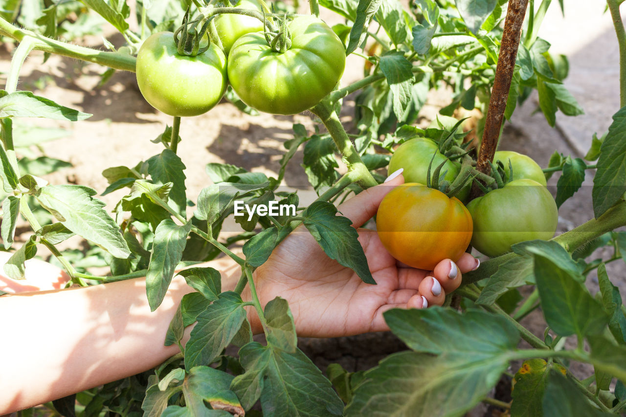 Cropped image of woman hand touching tomato growing on plant