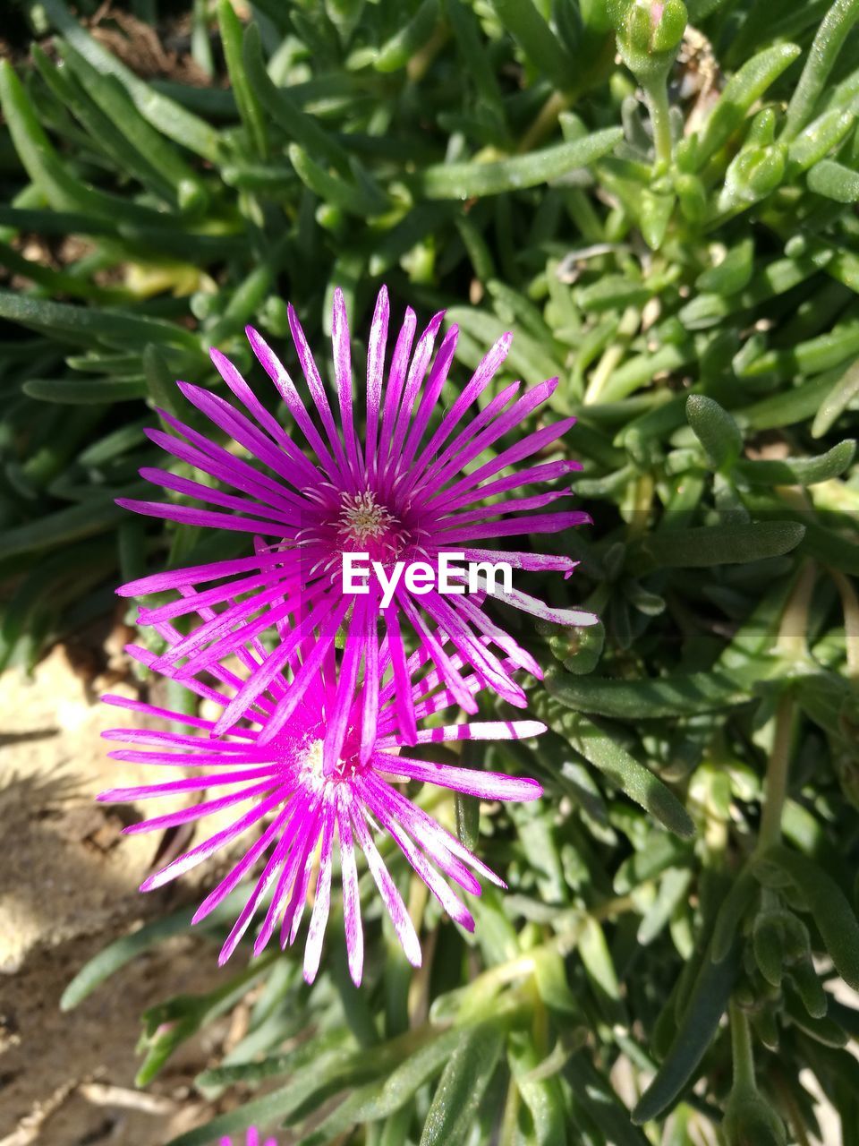 CLOSE-UP OF THISTLE FLOWER