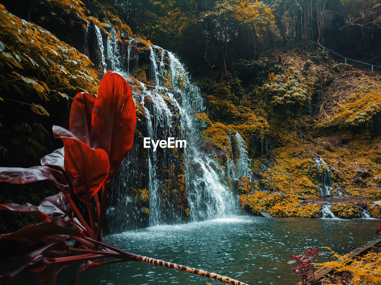 Scenic view of waterfall in forest