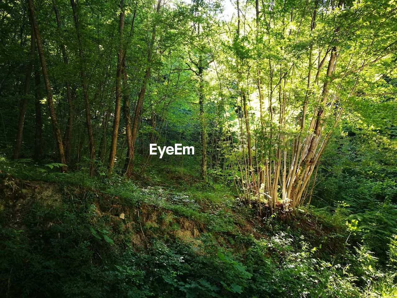 TREES GROWING IN FOREST