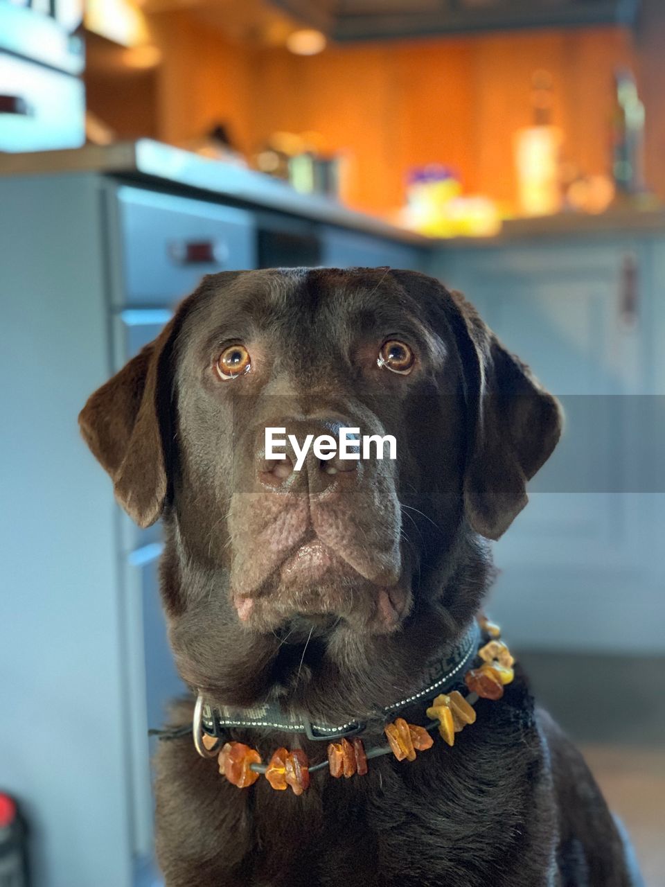 Close-up of dog looking away at home