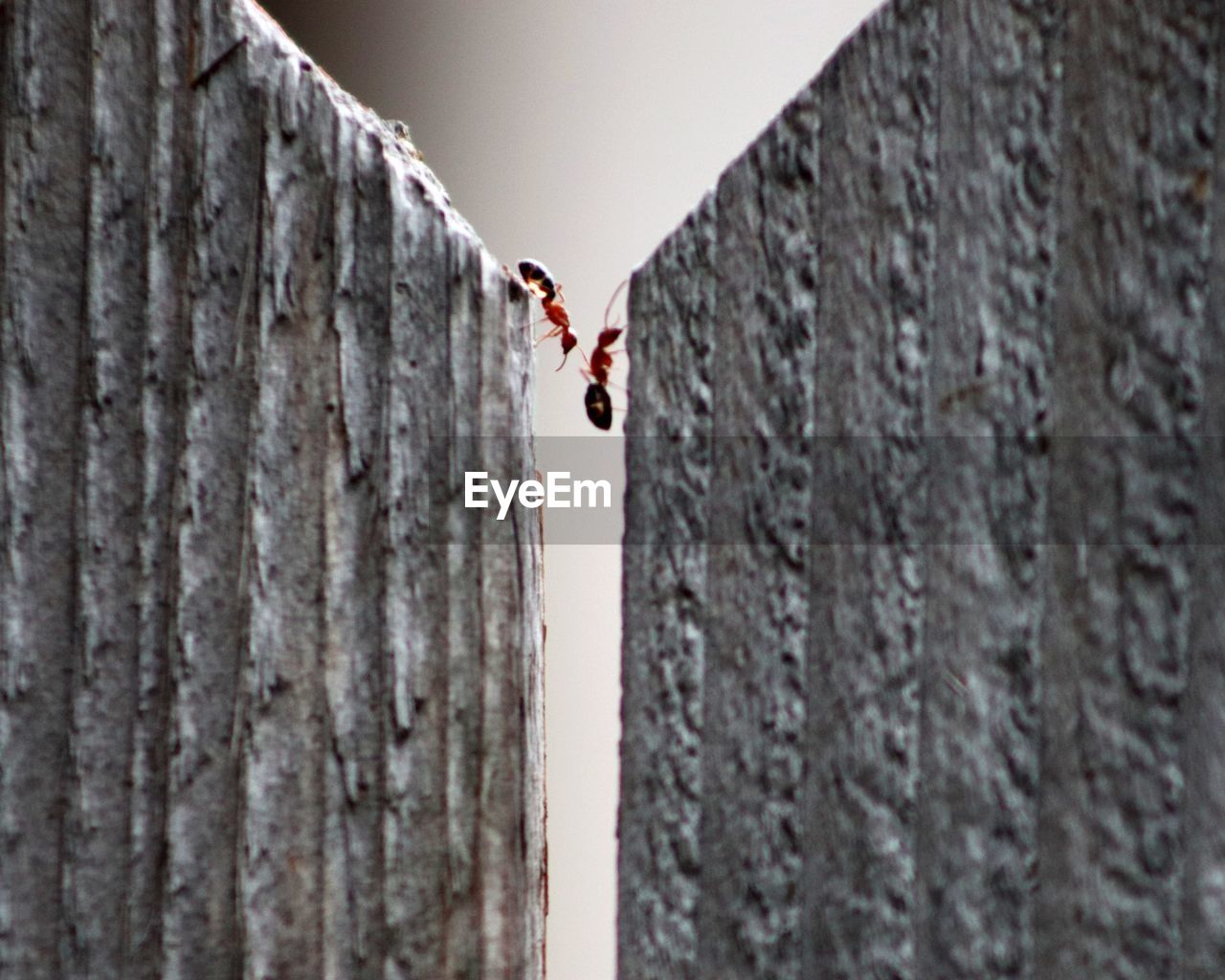 CLOSE-UP OF INSECT ON THE WALL