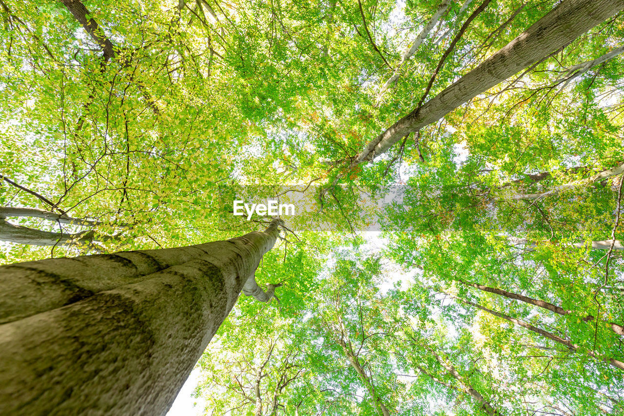 LOW ANGLE VIEW OF TREE TRUNKS IN FOREST