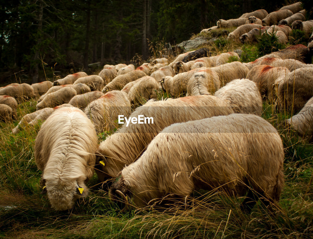 Sheep grazing in a field