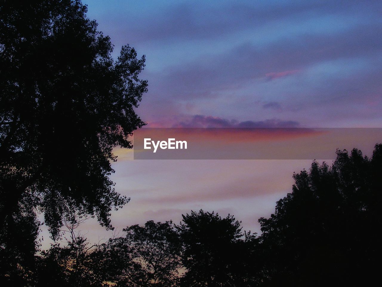 LOW ANGLE VIEW OF TREES AGAINST SKY