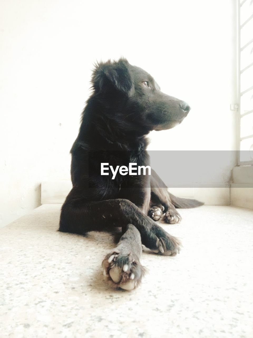 Black dog relaxing on window sill at home