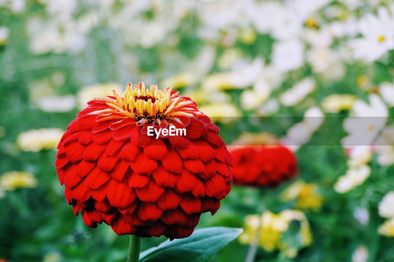 Close-up of red flower