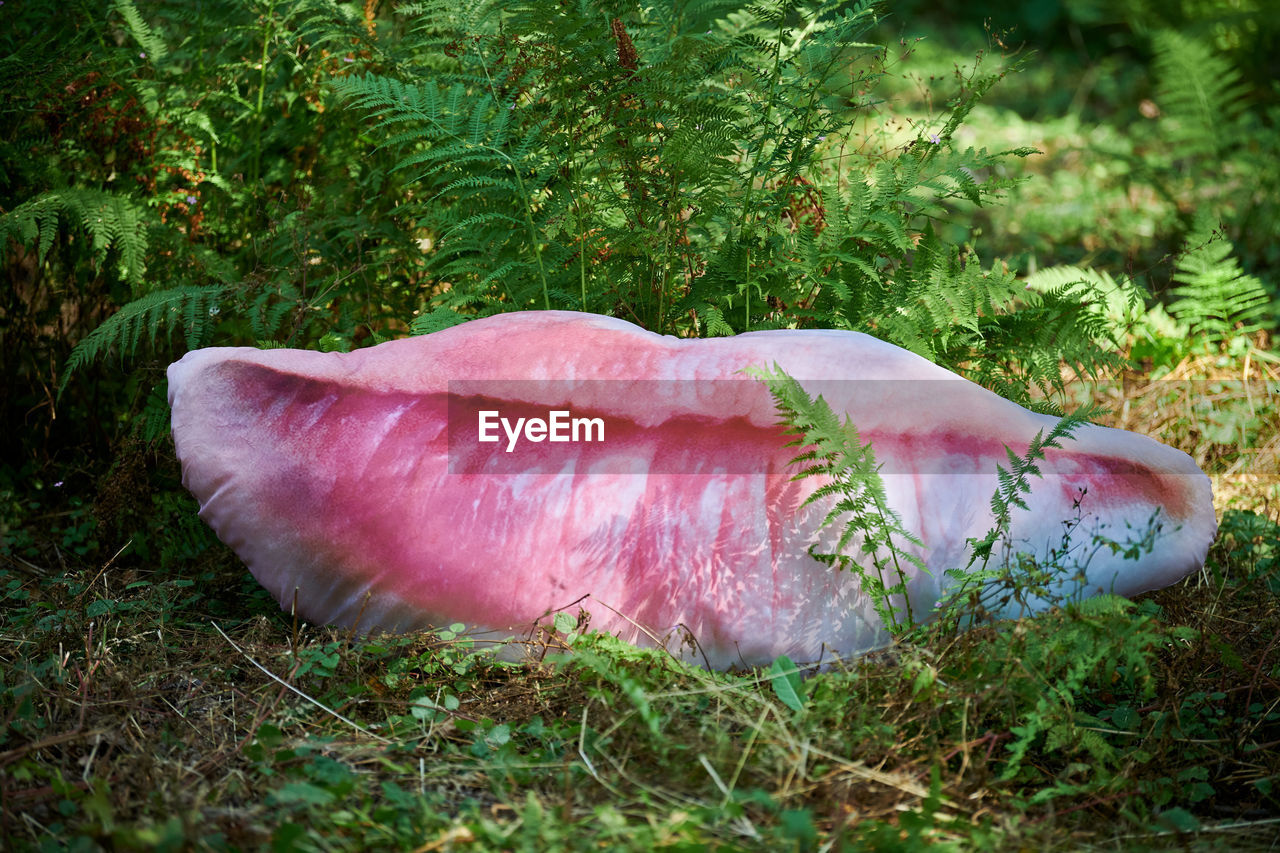 plant, grass, nature, no people, land, day, leaf, growth, outdoors, pink, flower, green, field, animal, close-up, tree, forest