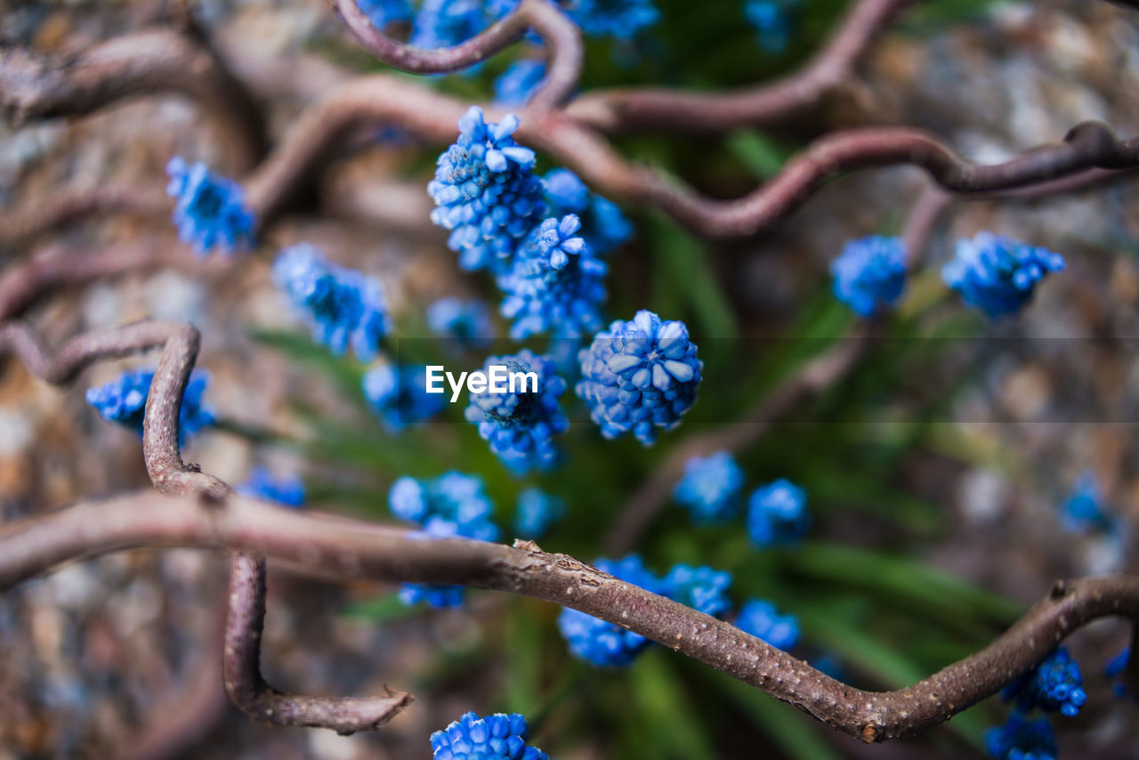 Close-up of blue flower tree