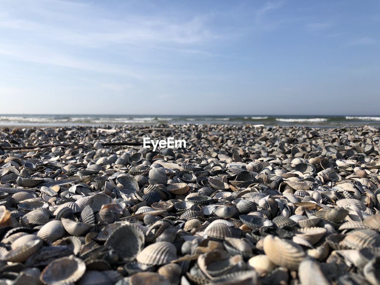 Scenic view of seashells against sky