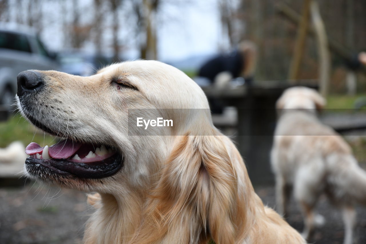 CLOSE-UP OF DOG STICKING OUT TONGUE