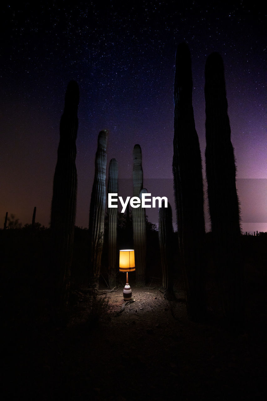 Low angle view of old lamp surrounded by sahuaros at night 