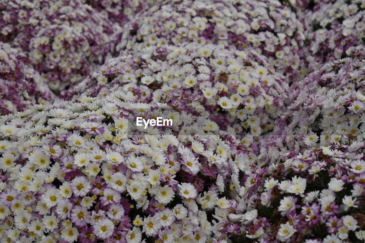 FULL FRAME SHOT OF FLOWERING PLANT