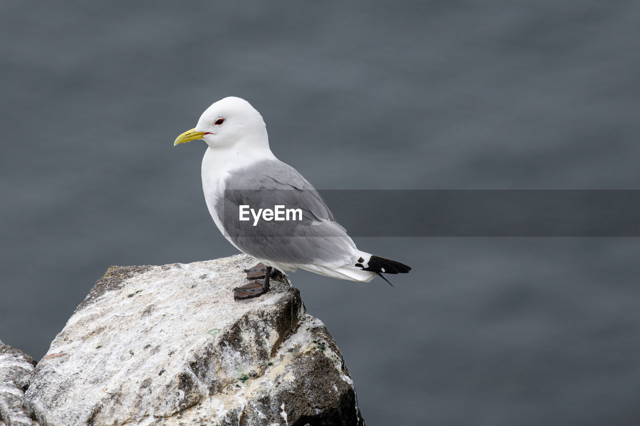 SEAGULL PERCHING ON WOODEN POST