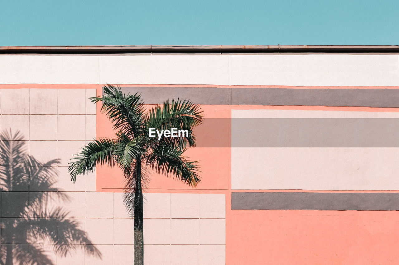 Low angle view of palm tree against building