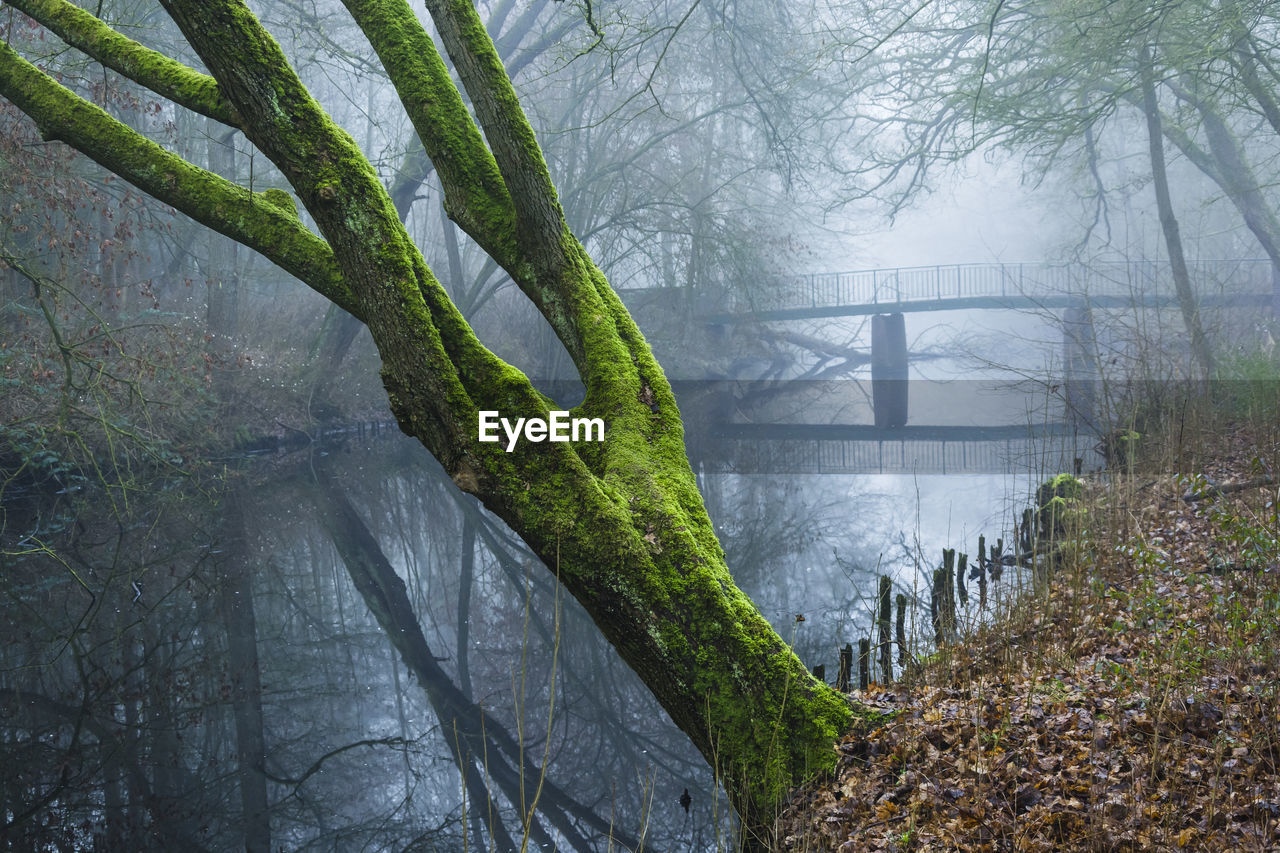 Bridge over river in forest