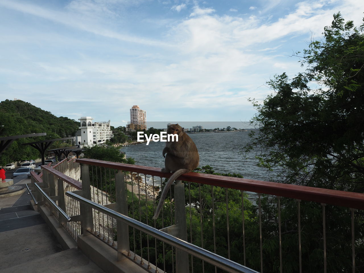 MONKEY ON RAILING AGAINST SKY
