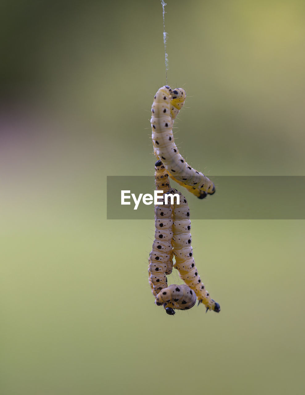 animal themes, animal, one animal, animal wildlife, no people, wildlife, insect, macro photography, close-up, nature, colored background, focus on foreground, caterpillar, hanging, full length, green background, animal body part, outdoors