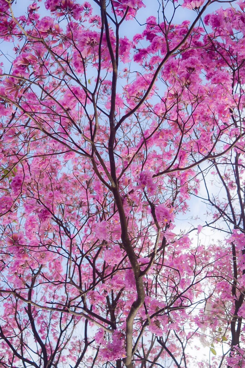 CLOSE-UP OF PINK FLOWER TREE