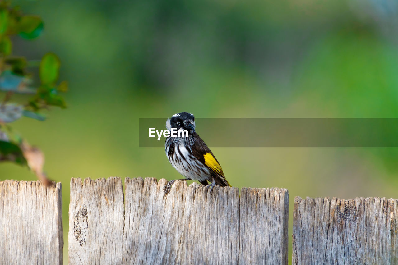Bird perching on wooden fence