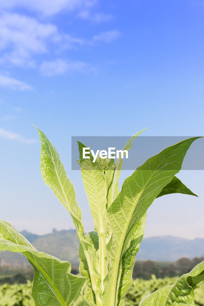 Close-up of plant growing on field against sky