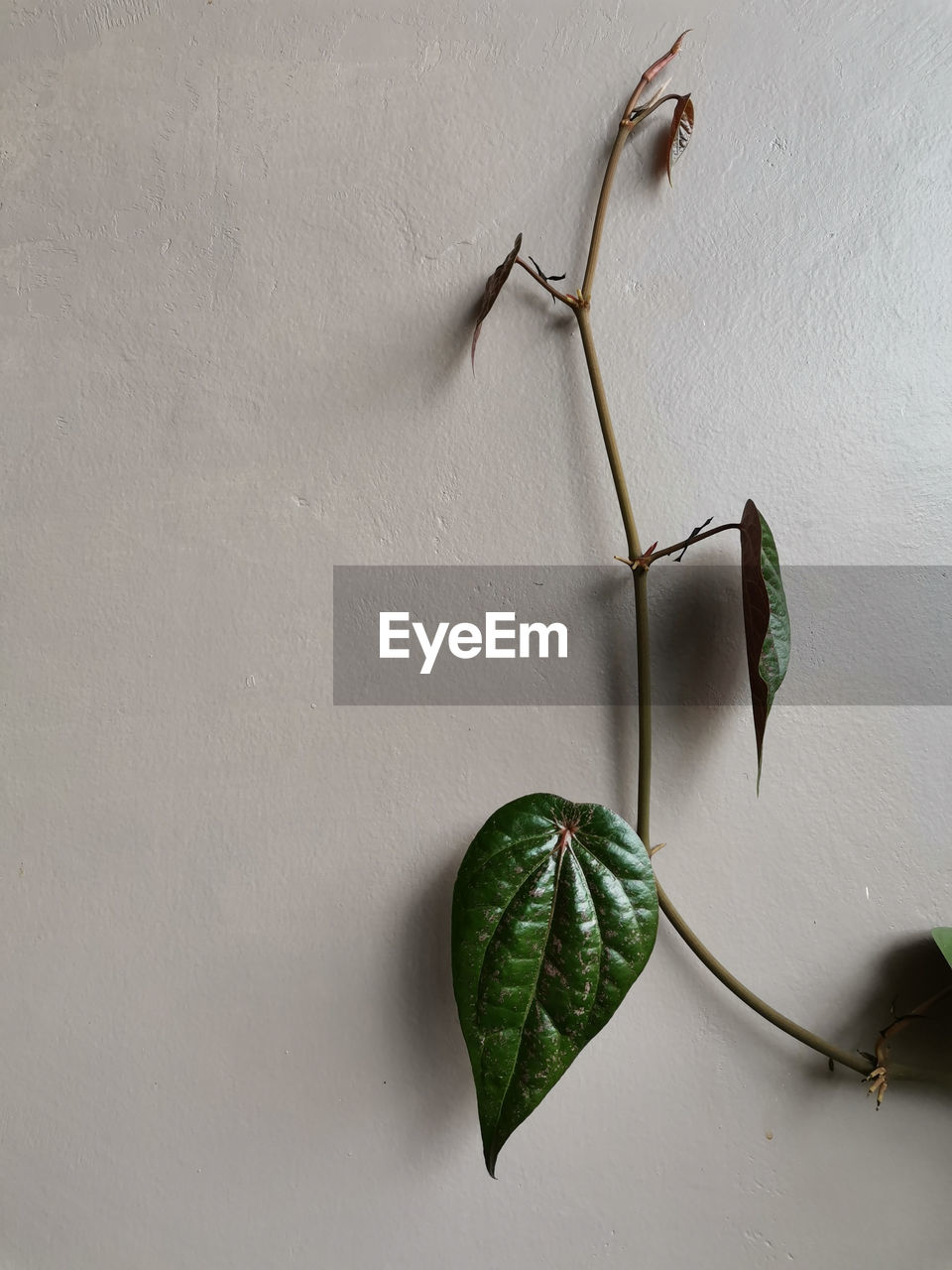 leaf, green, plant part, branch, no people, plant, nature, indoors, flower, wall - building feature, twig, close-up, studio shot, art, still life