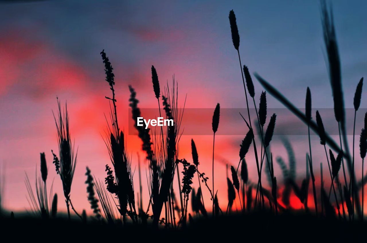 Close-up of silhouette plants growing on field against sky during sunset