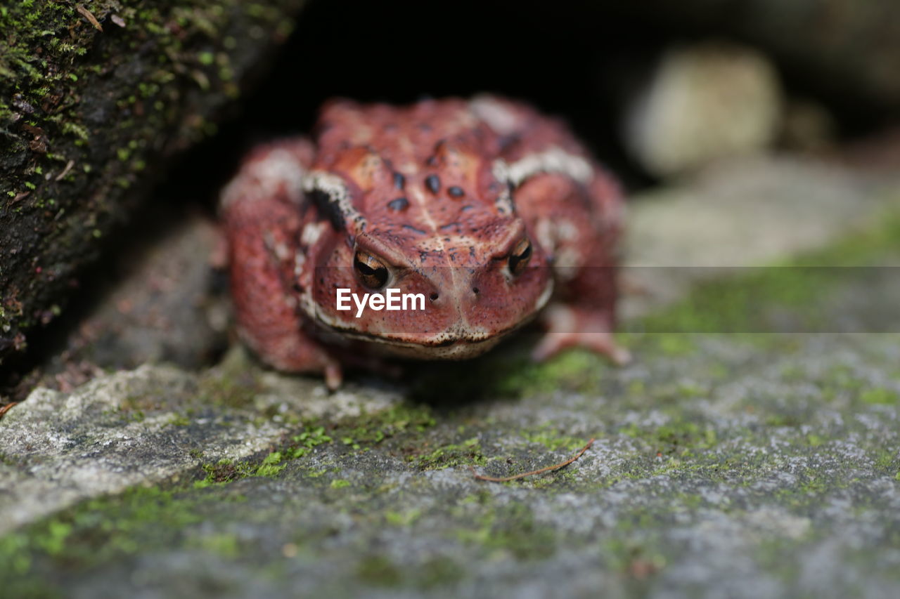 Close-up of a japanese forrest toad on step in the heart of nikko, north of tokyo 