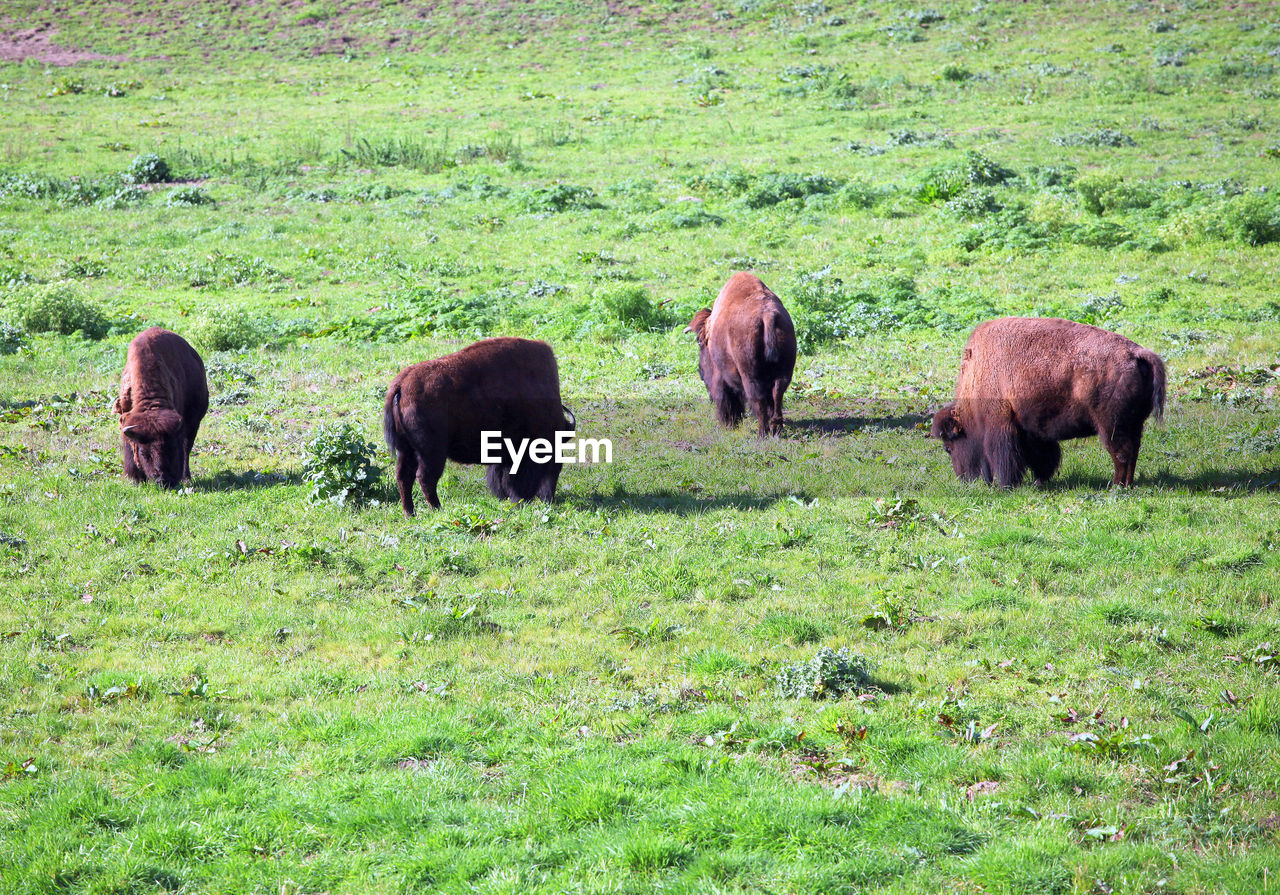 SHEEP GRAZING IN FIELD