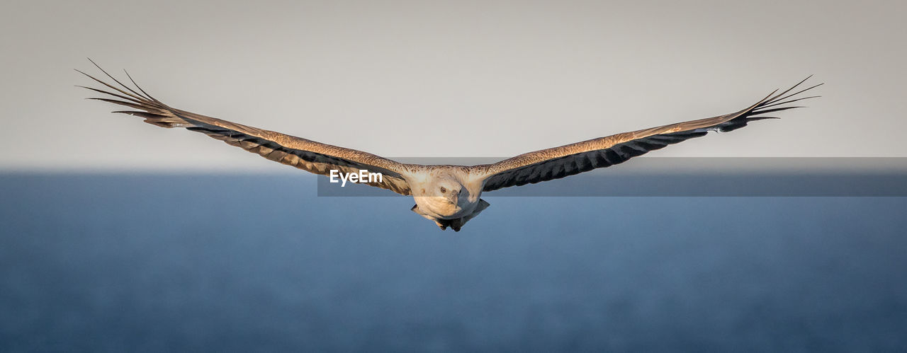 Low angle view of eagle flying over sea against clear sky