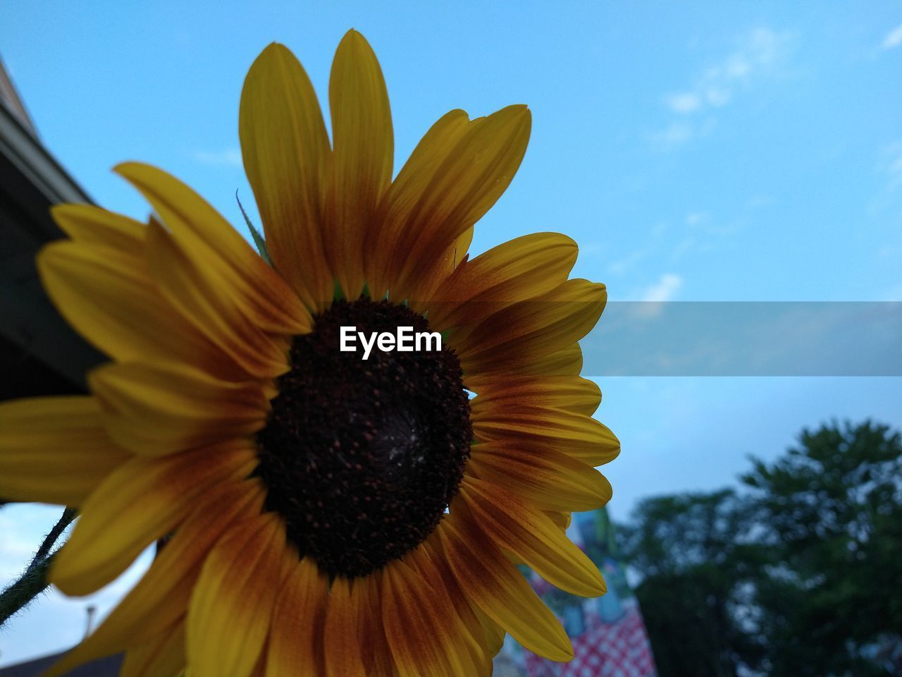 CLOSE-UP OF YELLOW SUNFLOWER