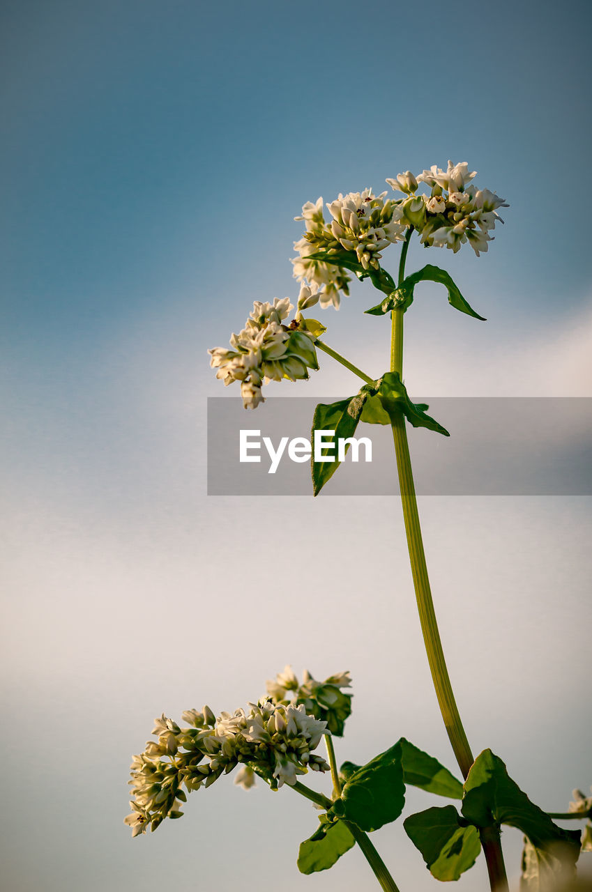 Low angle view of flowering plant against sky