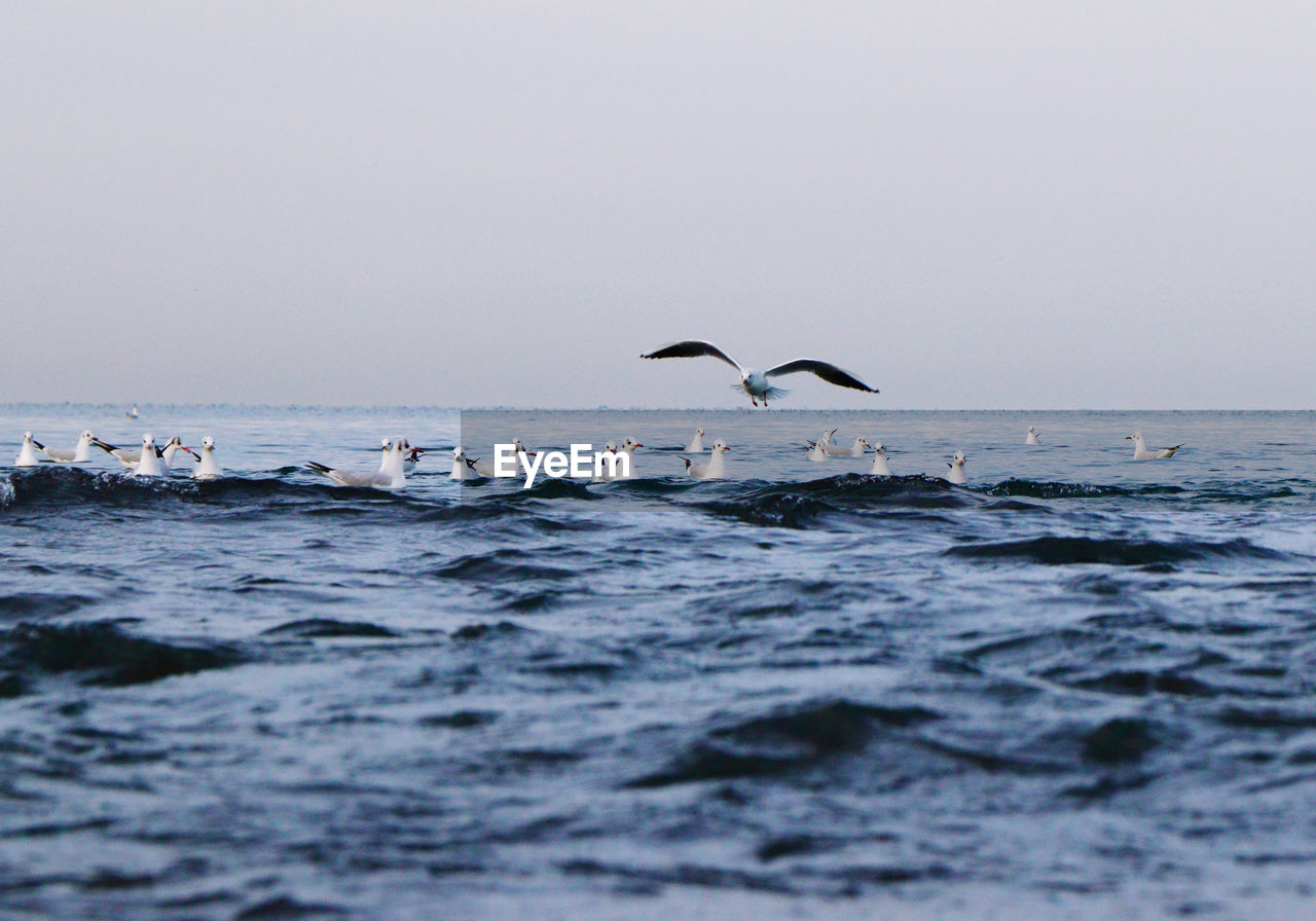 Seagulls flying over sea against clear sky
