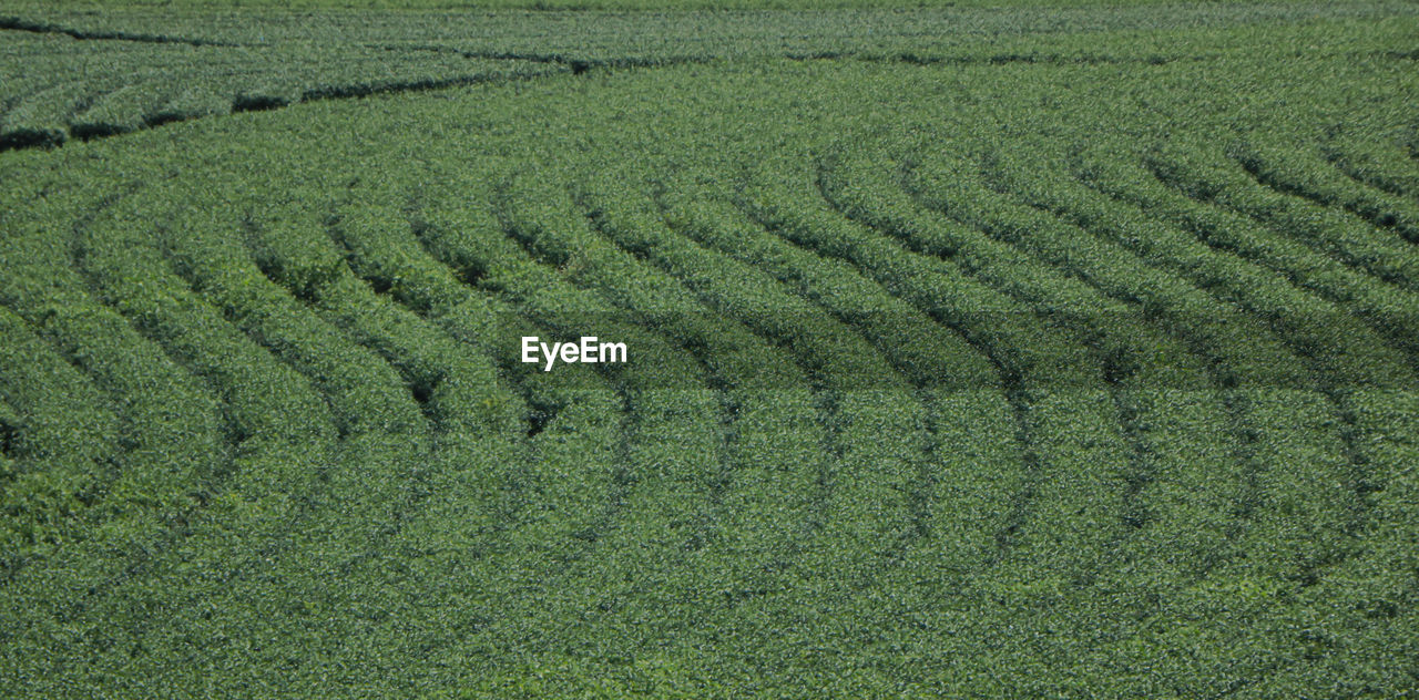 HIGH ANGLE VIEW OF FARM