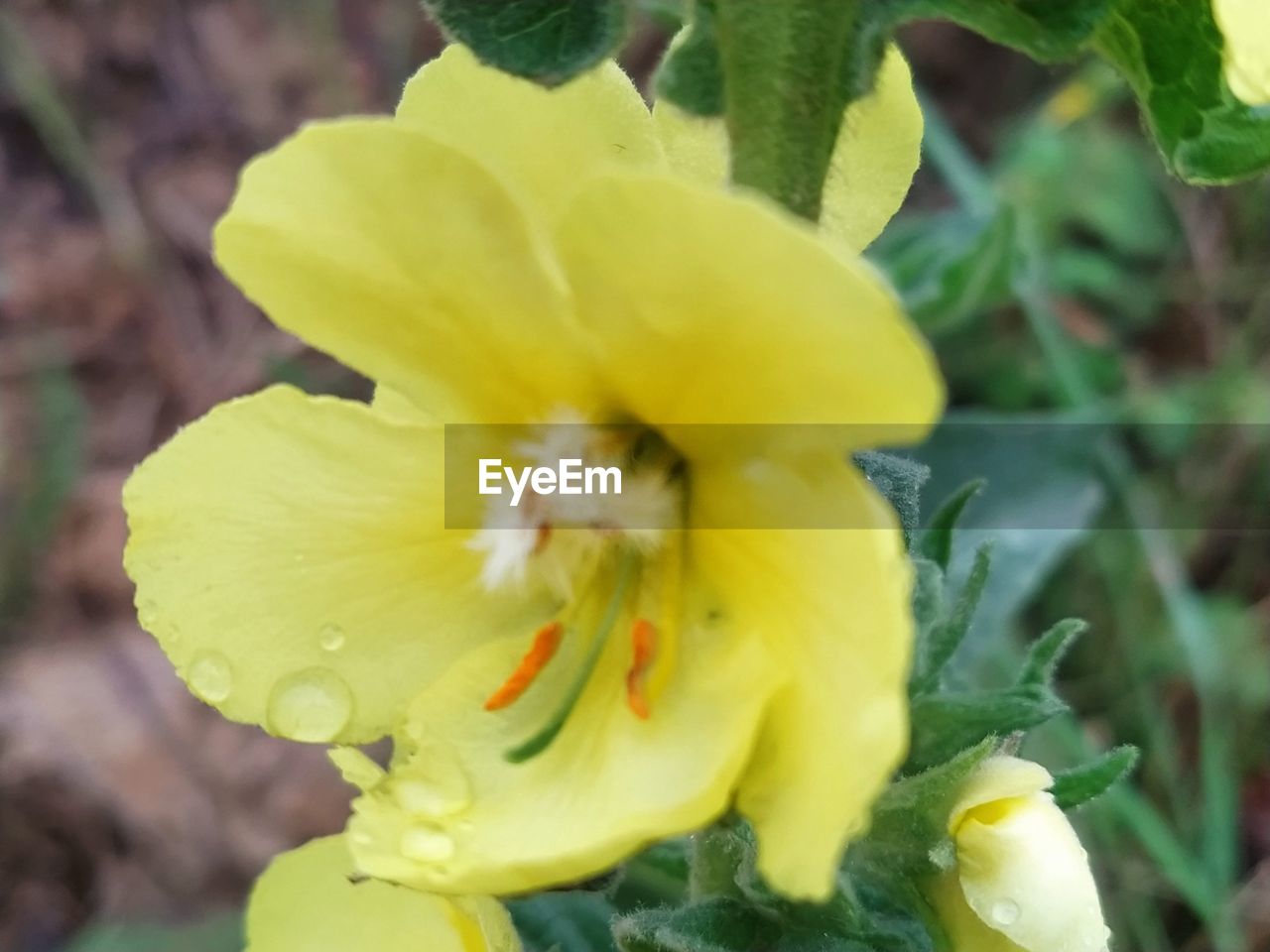 CLOSE-UP OF YELLOW FLOWER PLANT