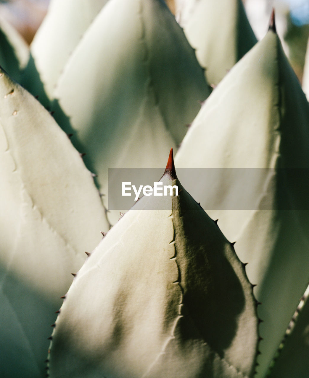 Agave in the conservatory