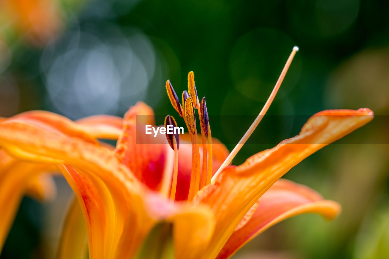 Close-up of orange day lily blooming