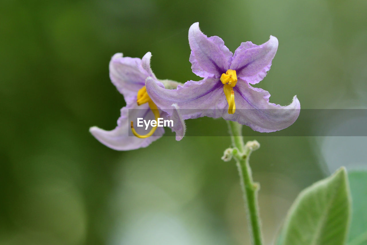 Close up of flowers on a solanum plant