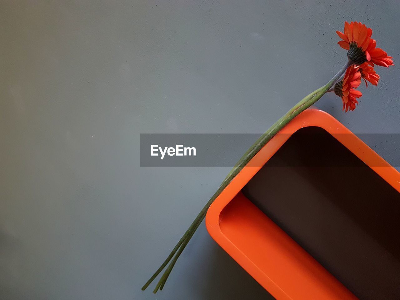 High angle view of red flowering plant by lake