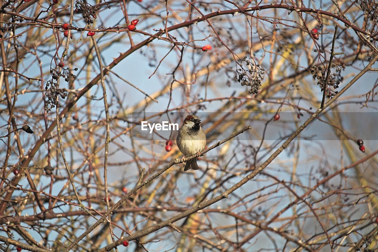 BIRD PERCHING ON A TREE