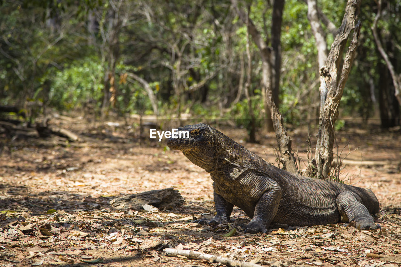 Komodo dragon or varanus komodoensis endangered species dinosaur lizard indonesia