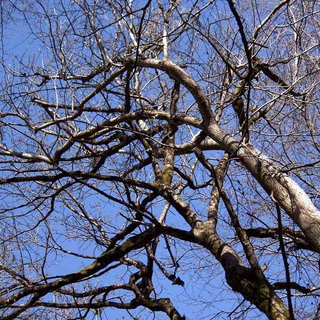 LOW ANGLE VIEW OF BARE TREES AGAINST SKY