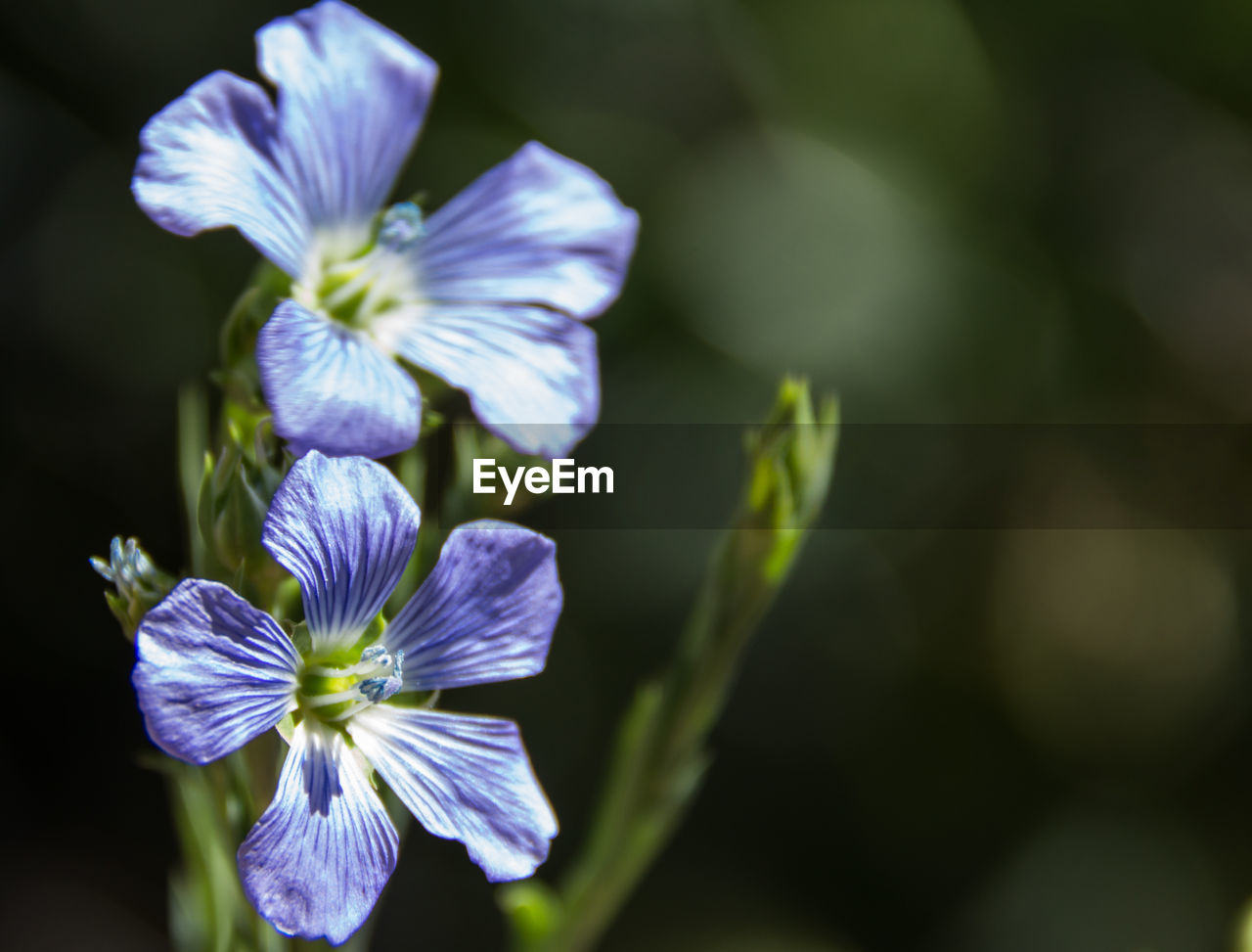CLOSE-UP OF PURPLE FLOWER